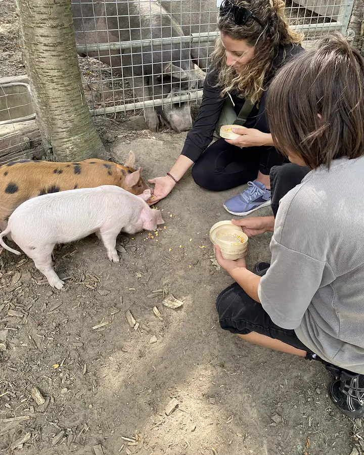 Une visiteuse et un enfant nourrissent les cochons avec une petite boîte de maïs