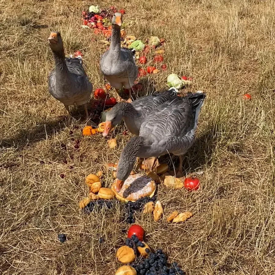 Les oies et les poules de la basse-cour autour de légumes et de fruits