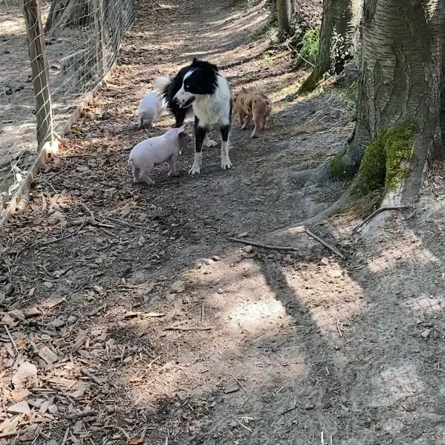 Meg, la border collie de la ferme, au milieu des cochons dans le sous-bois