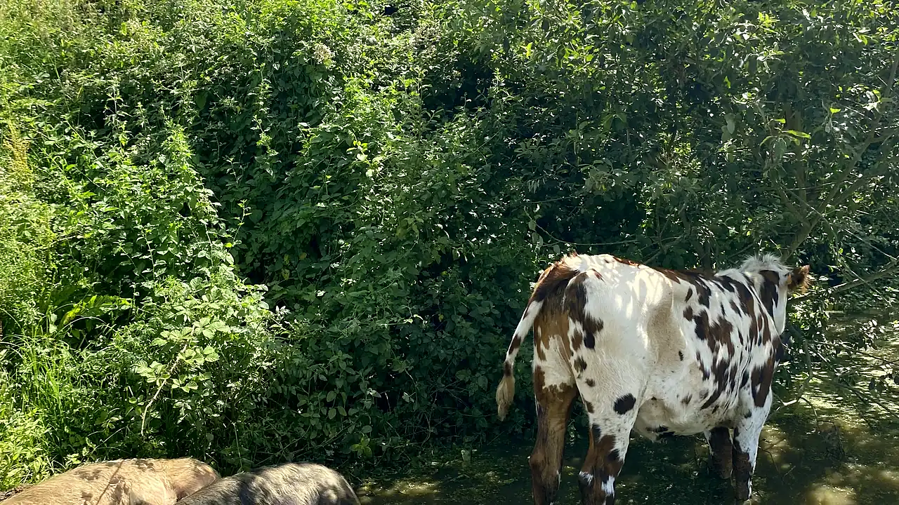 Une vache normande à l'ombre d'une haie bocagère, dans une prairie de la ferme à Camembert