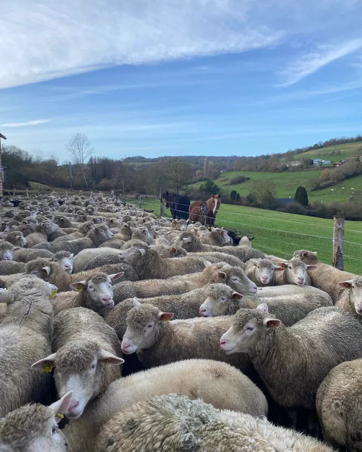Les brebis du troupeau de la Foucaudière au pâturage dans le bocage normand