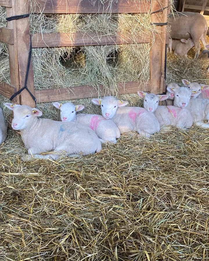 Agneaux nouveau-nés couchés dans la paille de la bergerie de la Foucaudière