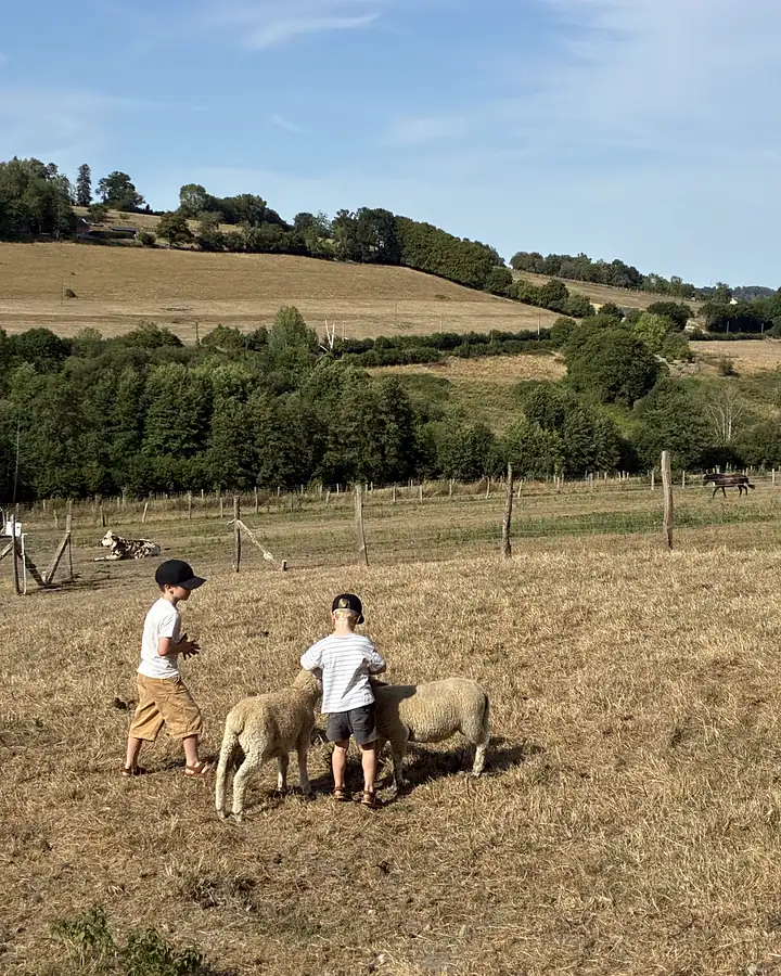 Les prairies bocagères du Pays d'Auge autour de la ferme, à Camembert